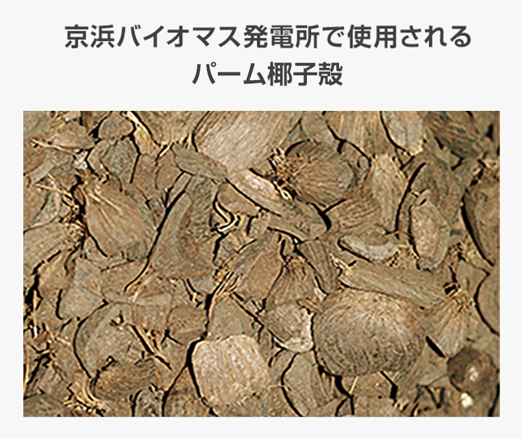 京浜バイオマス発電所で使用されるパーム椰子殻